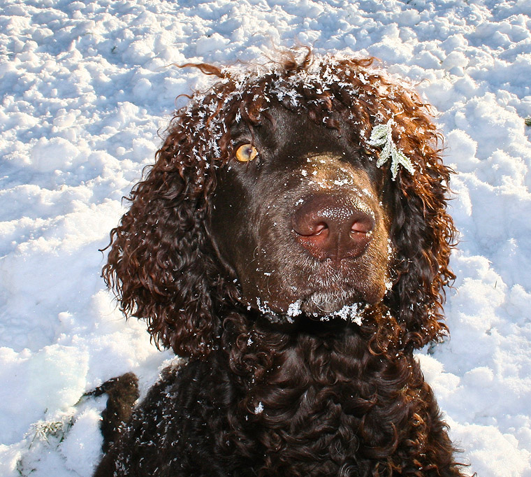 Aruba snow flake